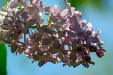 Leylak ya da zeytin ailesinin menekşe, pembe ya da beyaz çiçekleri olan küçük bir zeytin ağacı ve yaygın olarak bir süs olarak yetiştirilir..