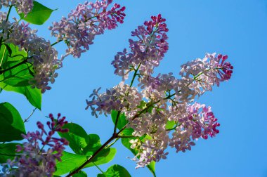 Leylak ya da zeytin ailesinin menekşe, pembe ya da beyaz çiçekleri olan küçük bir zeytin ağacı ve yaygın olarak bir süs olarak yetiştirilir..