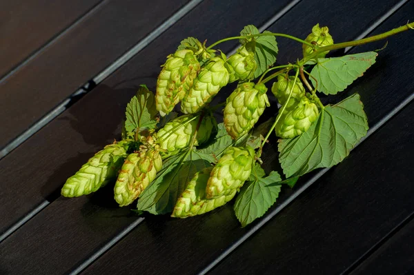 hops, a perennial or annual climbing plant with a long thin stem, as well as the seeds of this plant, a pot. in brewing.