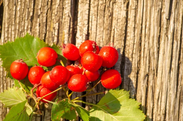 Verschwommenes Foto Geringe Schärfentiefe Weißdorn Ist Ein Dorniger Strauch Oder — Stockfoto