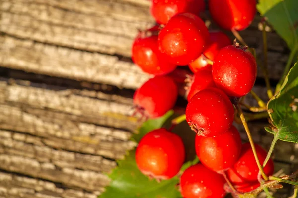 Foto Embaçada Profundidade Campo Rasa Hawthorn Arbusto Espinhoso Árvore Família — Fotografia de Stock