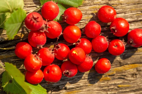 Foto Sfocata Profondità Campo Poco Profonda Biancospino Arbusto Spinoso Albero — Foto Stock