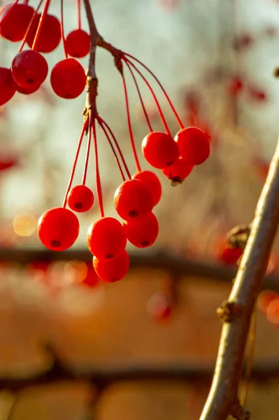 Photo Automne Petites Pommes Décoratives Rouges Sur Arbre Dans Parc — Photo