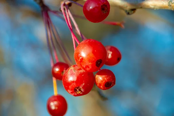 Autumn Photo Small Red Decorative Apples Tree Park — Stock Photo, Image