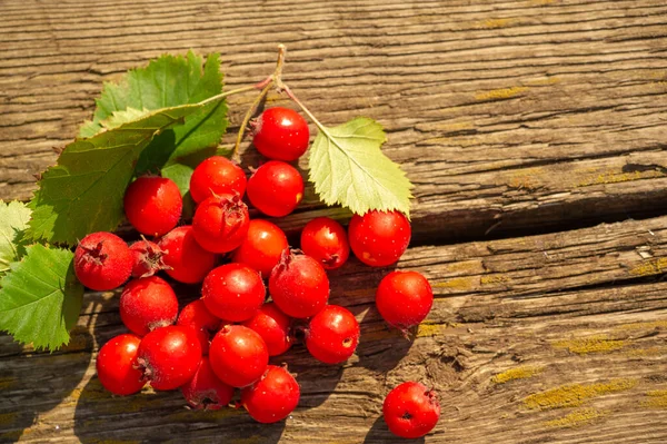 Bulanık Fotoğraf Sığ Alan Derinliği Hawthorn Küçük Koyu Kırmızı Meyveleri — Stok fotoğraf
