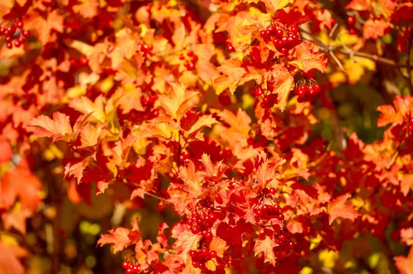 Zamazane Zdjęcie Płytka Głębokość Pola Autumn Red Viburnum Jego Nowoczesna — Zdjęcie stockowe