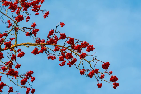 Autumn Photography Leaves Fall Time Year Trees Seem Come Life — Stock Photo, Image