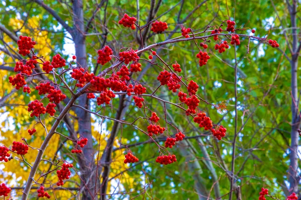 Herbstfotografie Blätter Herbst Dieser Zeit Des Jahres Scheinen Die Bäume — Stockfoto