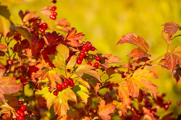Blurry Photo Shallow Depth Field Autumn Red Viburnum Its Modern — Stock Photo, Image