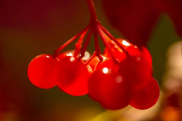 Blurry Photo Shallow Depth Field Autumn Red Viburnum Its Modern — Stock Photo, Image