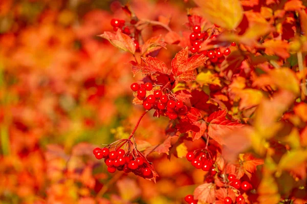 Bulanık Fotoğraf Sığ Alan Derinliği Sonbahar Kırmızı Viburnum Modern Sınıflandırması — Stok fotoğraf