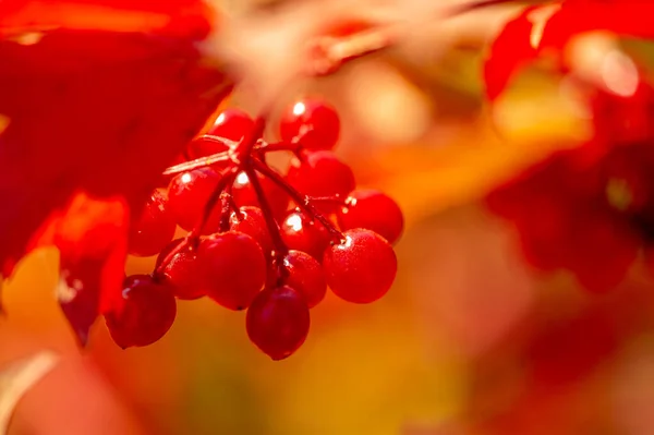 Blurry Photo Shallow Depth Field Autumn Red Viburnum Its Modern — Stock Photo, Image