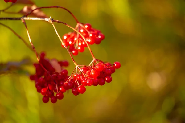 Foto Embaçada Profundidade Campo Rasa Outono Viburno Vermelho Sua Classificação — Fotografia de Stock