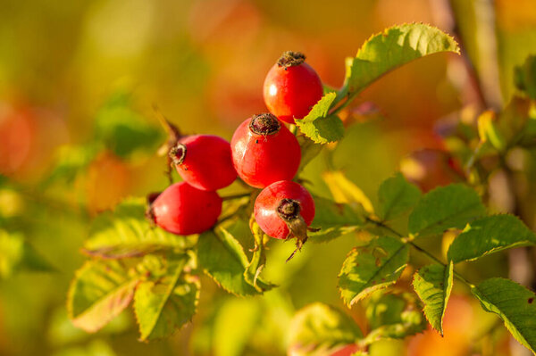 blurry photo, shallow depth of field. Rose hips contain a large amount of antioxidants, mainly polyphenols and ascorbic acid, as well as carotenoids and vitamins B and E.