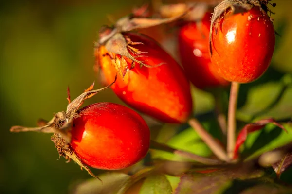 Elmosódott Fénykép Sekély Mélységélesség Csipkebogyó Nagy Mennyiségben Tartalmaz Antioxidánsokat Főként — Stock Fotó