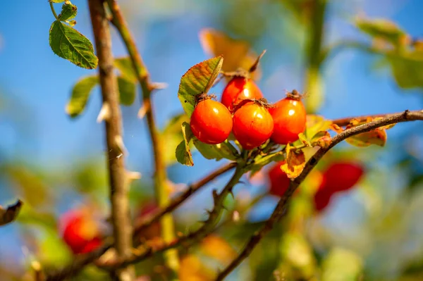 Verschwommenes Foto Geringe Schärfentiefe Hagebutten Enthalten Viele Antioxidantien Hauptsächlich Polyphenole — Stockfoto