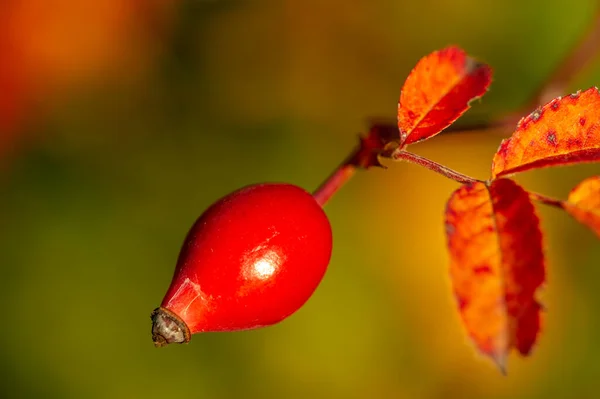 Verschwommenes Foto Geringe Schärfentiefe Hagebutten Enthalten Viele Antioxidantien Hauptsächlich Polyphenole — Stockfoto