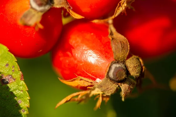 Elmosódott Fénykép Sekély Mélységélesség Csipkebogyó Nagy Mennyiségben Tartalmaz Antioxidánsokat Főként — Stock Fotó