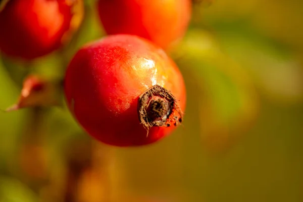 Verschwommenes Foto Geringe Schärfentiefe Hagebutten Enthalten Viele Antioxidantien Hauptsächlich Polyphenole — Stockfoto