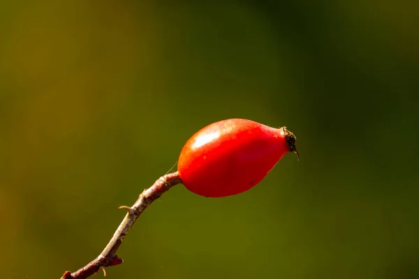 Wazige Foto Ondiepe Scherptediepte Rozenbottels Bevatten Een Grote Hoeveelheid Antioxidanten — Stockfoto