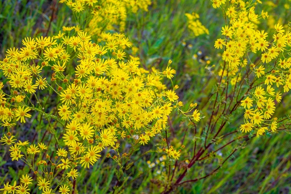 Ervas Medicinais Com Flores Amarelas Hypericum Erva Arbusto Com Flores — Fotografia de Stock