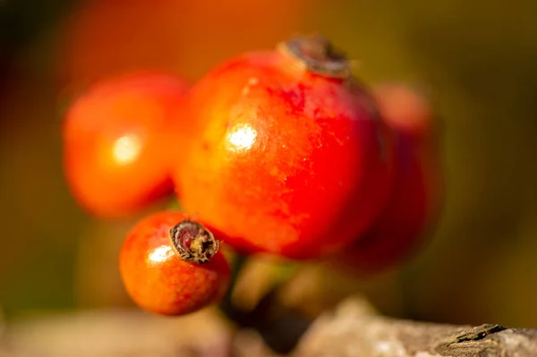 Verschwommenes Foto Geringe Schärfentiefe Hagebutten Enthalten Viele Antioxidantien Hauptsächlich Polyphenole — Stockfoto