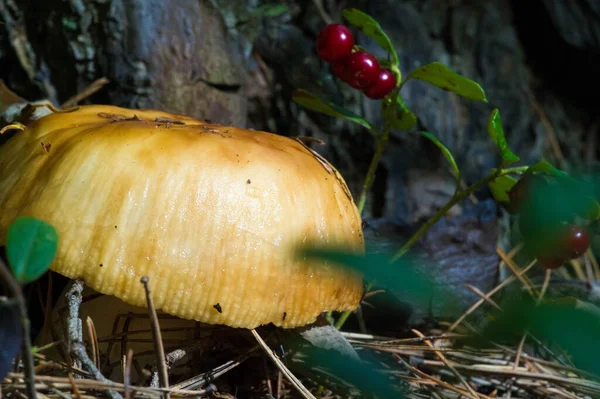 Fotografía Otoño Setas Latin Fungi Mycota Reino Vida Silvestre Uniendo —  Fotos de Stock