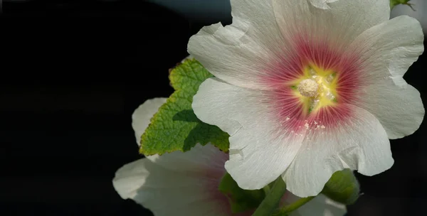 Mallow Eetbaar Vorm Van Bladgroenten Bekend Het Turks Als Ebegmeci — Stockfoto