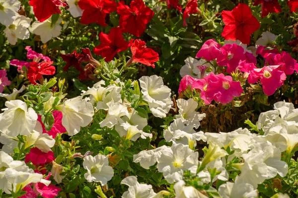 Petunia Ascendencia Sudamericana Una Flor Popular Del Mismo Nombre Vino — Foto de Stock