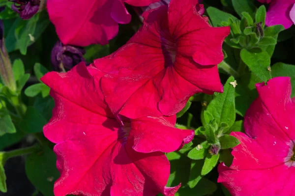 Petunia Origine Sudamericana Fiore Popolare Con Stesso Nome Venuto Dai — Foto Stock