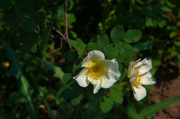 Rosa Canina Flores São Geralmente Grandes Vistosas Branco Amarelo Vermelho — Fotografia de Stock