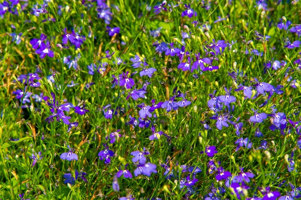 Lobelien Mit Einer Subkosmopolitischen Verbreitung Hauptsächlich Tropischen Und Warm Gemäßigten — Stockfoto