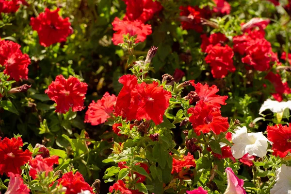 Petunia Est Origine Sud Américaine Une Fleur Populaire Même Nom — Photo