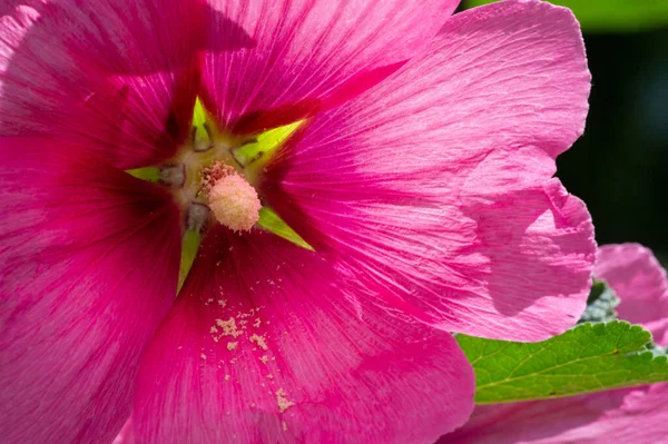 Malva Comestible Forma Hortalizas Hoja Conocido Turco Como Ebegmeci Utiliza —  Fotos de Stock