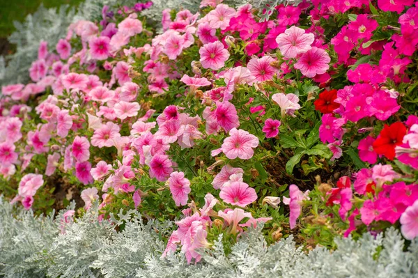 Πετούνια Είναι Νοτιοαμερικανικής Καταγωγής Ένα Δημοφιλές Λουλούδι Ίδιο Όνομα Προήλθε — Φωτογραφία Αρχείου