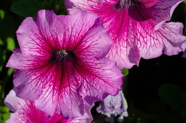 Petunia Ascendencia Sudamericana Una Flor Popular Del Mismo Nombre Vino — Foto de Stock