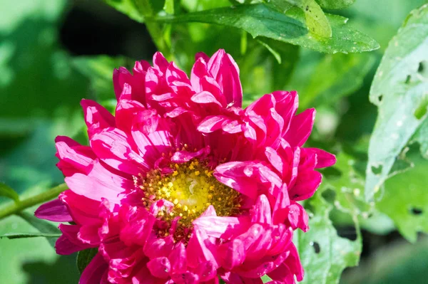 The name Aster comes from the Greek word , which means the star, which means the shape of the flower head. Varieties are popular as garden plants because of their attractive and vibrant colors.