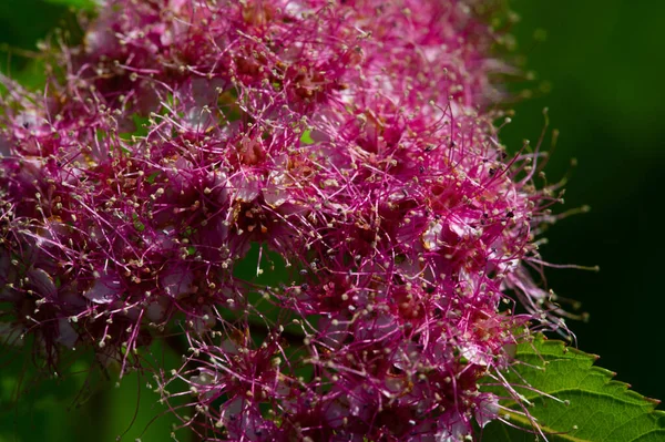 Цветки Розовых Цветов Травянистого Седана Известного Hylotelephium Spectabile Ледяное Растение — стоковое фото