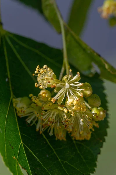 Linden Bloemen Heerlijk Geurende Linden Bomen Parfumeren Lucht Vroege Zomer — Stockfoto