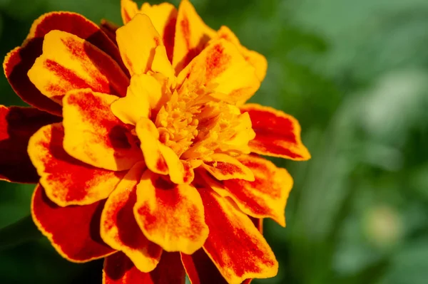 Calêndula Esta Flor Antiquada Tem Uma Longa História Como Planta — Fotografia de Stock