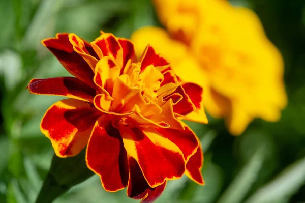 カレンデュラこの古いスタイルの花は 観賞用の庭の植物とハーブの両方として長い歴史を持っています 乾燥すると カレンダーの花の花弁はサフランの代わりに料理を提供します — ストック写真