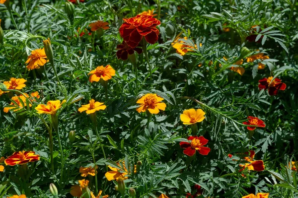 Calendula Ten Staromodny Kwiat Długą Historię Zarówno Jako Roślina Ozdobna — Zdjęcie stockowe