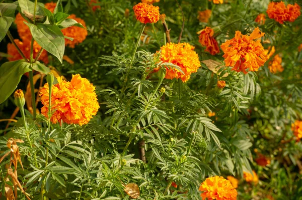 Calendula 장식용 식물과 허브로서의 역사를 가지고 다음에는 꽃잎에서 사프란을 대체하는 — 스톡 사진