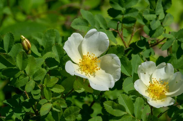 Rosa Canina Çiçekler Genellikle Büyük Gösterişlidir Beyazdan Sarıya Kırmızıya Türlerin — Stok fotoğraf