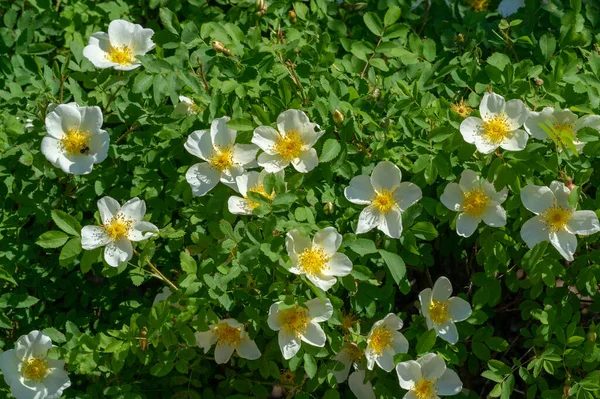 Rosa Canina Λουλούδια Είναι Συνήθως Μεγάλα Και Επιδεικτικά Από Λευκό — Φωτογραφία Αρχείου