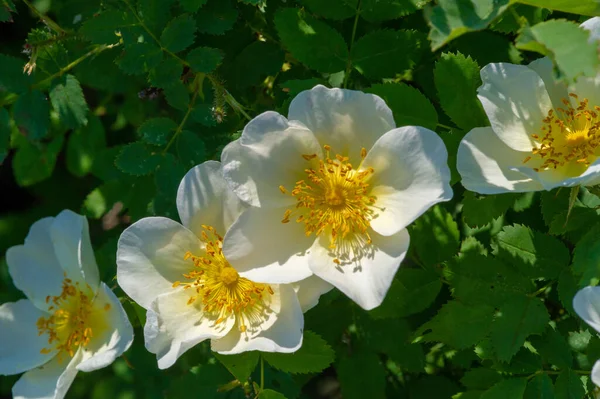 Rosa Canina Flowers Usually Large Showy White Yellow Red Most — Stock Photo, Image