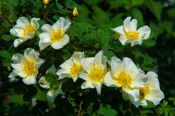 蔷薇花 花通常又大又艳丽 从白色到黄色和红色 大多数物种原产于亚洲 少数原产于欧洲 北美和非洲西北部 — 图库照片