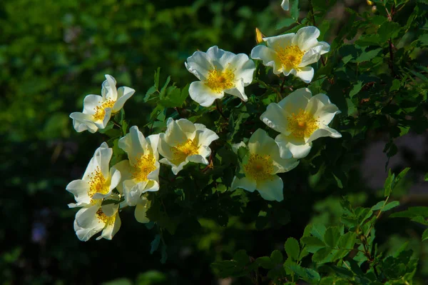 ローザ カニーナ 花は通常大きく 白から黄色と赤の光沢があります ほとんどの種はアジア原産であり ヨーロッパ 北アフリカ北西部に生息する数は少ない — ストック写真