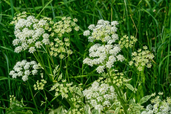 Texture Background Pattern Shallow Depth Field Grass Meadow Vegetation Consisting — Stock Photo, Image