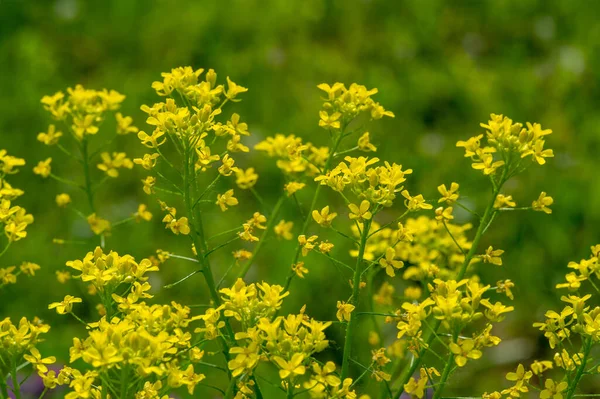 テクスチャ パターン フィールドの浅い深さ 草原の草 芝生や牧草地で長い狭い葉 野生や栽培と一般的に短い植物で構成される植生 — ストック写真